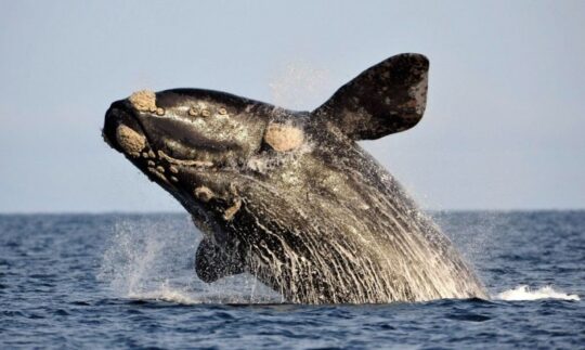 La dieta sorprendente de la ballena franca austral: ¿Qué alimentos la hacen tan especial? 2 la dieta sorprendente de la ballena franca austral que alimentos la hacen tan especial67