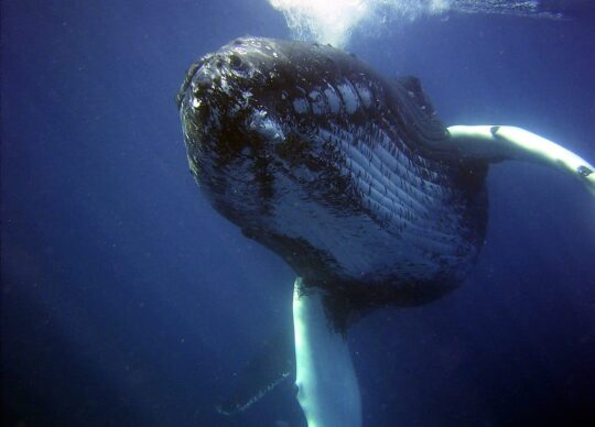 La dieta sorprendente de la ballena franca austral: ¿Qué alimentos la hacen tan especial? 3 La sorprendente dieta de la majestuosa ballena franca: ¿Cuáles son sus alimentos preferidos?