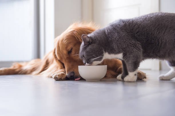 La dosis letal: cuántas aspirinas pueden ser fatales para tu gato 1 la dosis letal cuantas aspirinas pueden ser fatales para tu gato