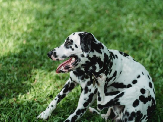 Infusiones saludables para consentir a tu mejor amigo de cuatro patas