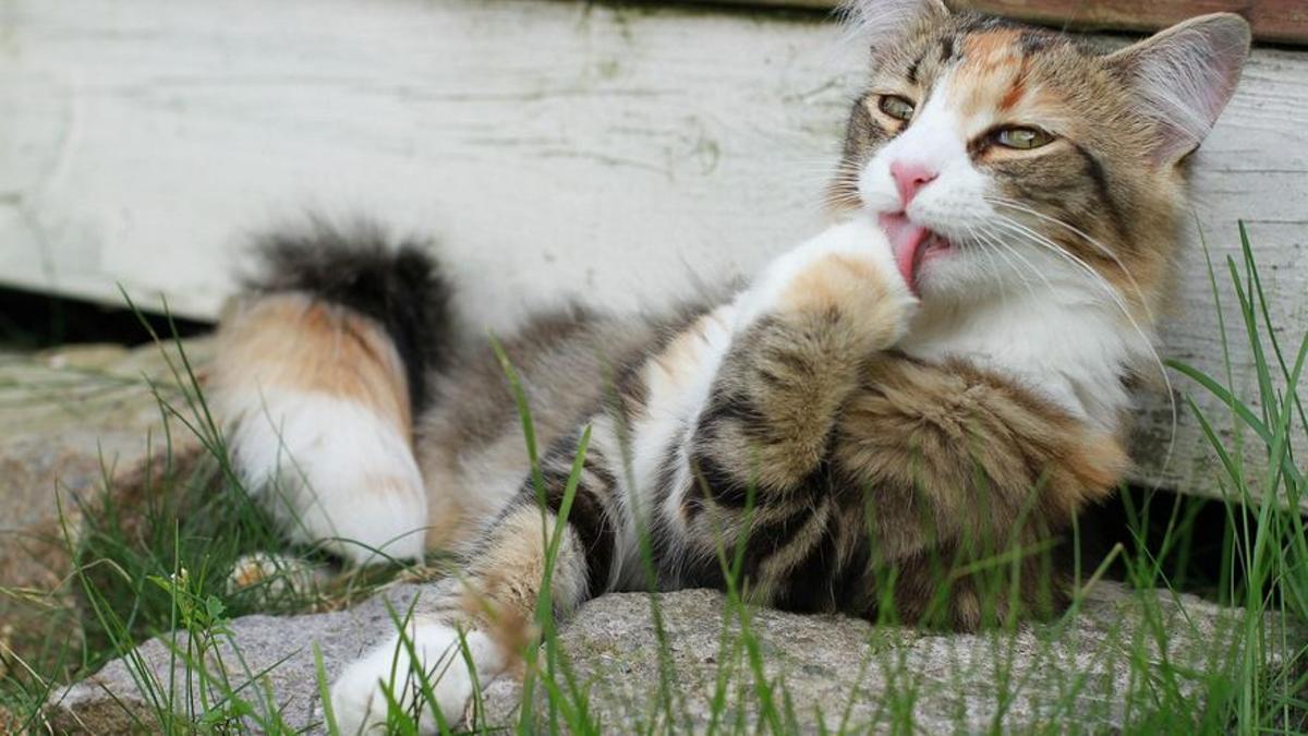 la edad en la que los gatos encuentran su calma todo lo que necesitas saber