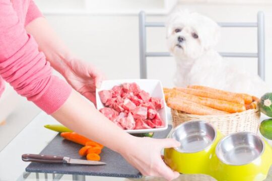 Los riesgos de alimentar a tu perro con carne cocida: lo que debes saber