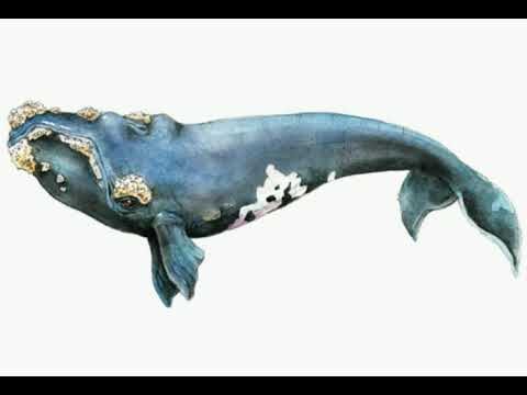 La fascinante identidad de la ballena franca austral: ¡conoce su especie! 3 El fascinante nombre científico de la ballena franca austral: una maravilla de la naturaleza