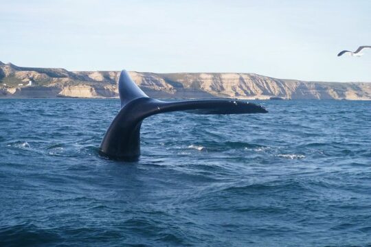 La fascinante identidad de la ballena franca austral: ¡conoce su especie! 2 la fascinante identidad de la ballena franca austral conoce su especie50