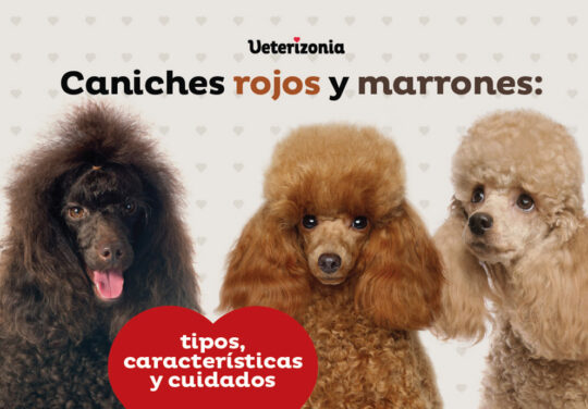 La guía completa para cuidar y consentir a los perros pequeños marrones 1 la guia completa para cuidar y consentir a los perros pequenos marrones82