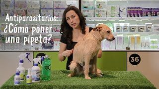La guía definitiva: Cómo bañar a tu perro con pipeta de forma segura 1 la guia definitiva como banar a tu perro con pipeta de forma segura96