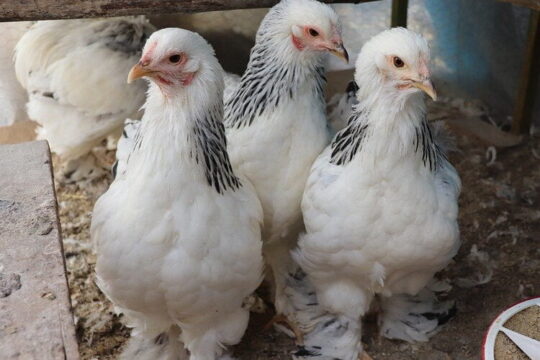 La guía definitiva para criar gallinas Brahma Gigante: consejos y cuidados 3 El asombroso crecimiento de las gallinas Brahma: todo lo que debes saber