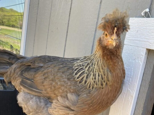 La guía definitiva para criar gallinas Brahma Gigante: consejos y cuidados 2 la guia definitiva para criar gallinas brahma gigante consejos y cuidados93
