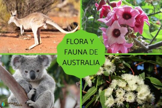 La increíble biodiversidad de la fauna en el paisaje mediterráneo: todo lo que debes saber 3 Reflexión: