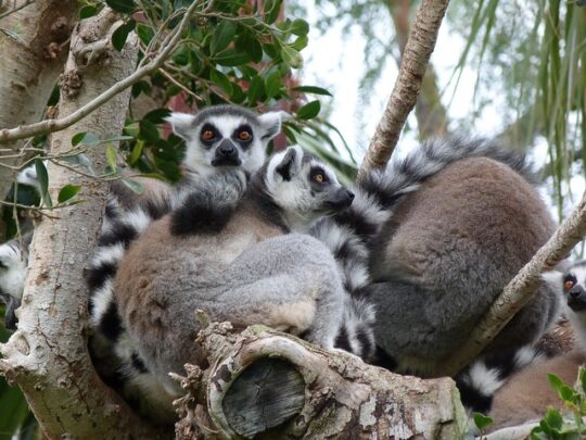 La increíble biodiversidad de la fauna en el paisaje mediterráneo: todo lo que debes saber 2 la increible biodiversidad de la fauna en el paisaje mediterraneo todo lo que debes saber86