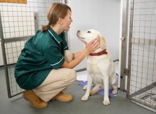 La mejor opción de residencia para tu mascota: El Parque Canino y Felino 3 Conoce las tarifas de la mejor residencia canina en Gandía