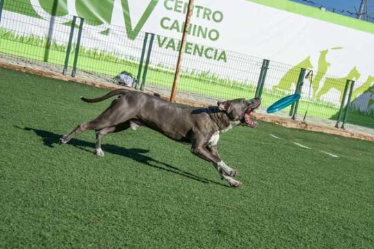 La mejor opción de residencia para tu mascota: El Parque Canino y Felino 2 la mejor opcion de residencia para tu mascota el parque canino y felino95