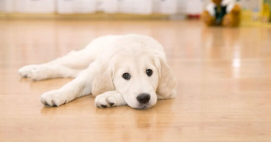 La solución perfecta para mantener a tu perro siempre limpio: Lavandería especializada para mascotas 1 la solucion perfecta para mantener a tu perro siempre limpio lavanderia especializada para mascotas94