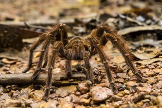 La sorprendente dieta de las tarántulas: todo lo que debes saber 1 la sorprendente dieta de las tarantulas todo lo que debes saber69