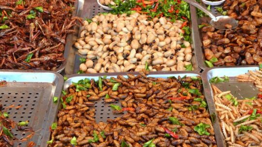 El inesperado sabor que esconde el mundo de los grillos