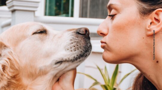 La verdad detrás de por qué los perros te lamen la cara 1 la verdad detras de por que los perros te lamen la cara87