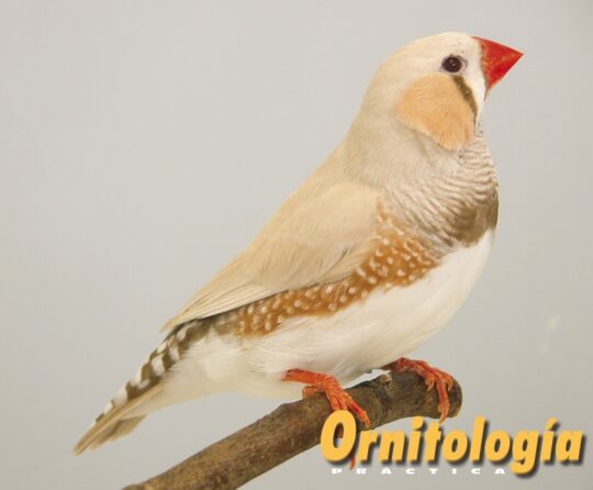 La verdad sobre si el diamante mandarín puede vivir solo 2 la verdad sobre si el diamante mandarin puede vivir solo47