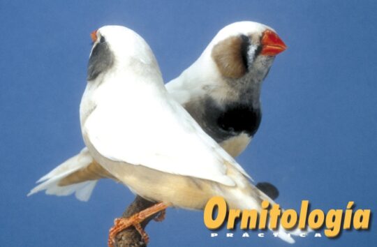 La verdad sobre si el diamante mandarín puede vivir solo 3 La alimentación adecuada para los diamantes mandarines recién nacidos