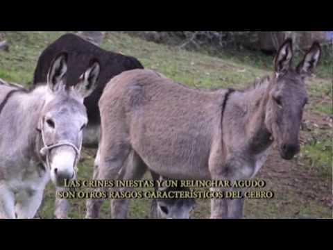 La verdadera distinción entre burras y mulas: ¿Sabes cuál es? 1 la verdadera distincion entre burras y mulas sabes cual es