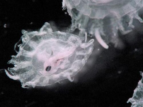 Todo sobre las crías de medusas: Reproducción y desarrollo ...