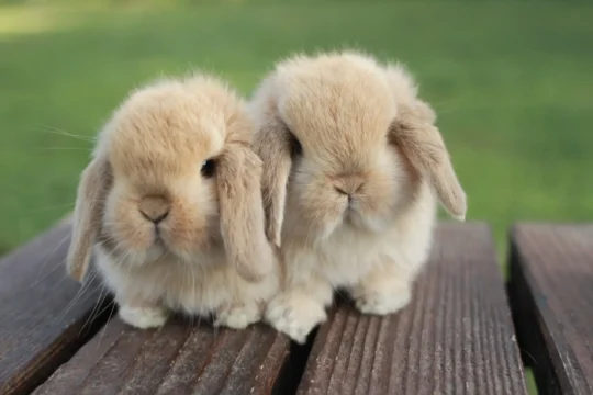 Las 10 razas de conejo más populares: ¡descubre cuál es la ideal para ti! 2 las 10 razas de conejo mas populares descubre cual es la ideal para ti14