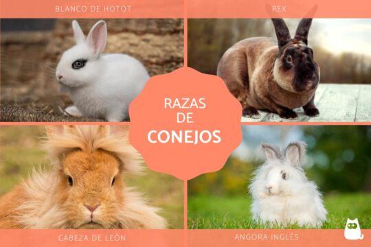 Las 10 razas de conejo más populares: ¡descubre cuál es la ideal para ti! 3 Los conejos más valiosos del planeta: una mirada al lujo en el reino animal.