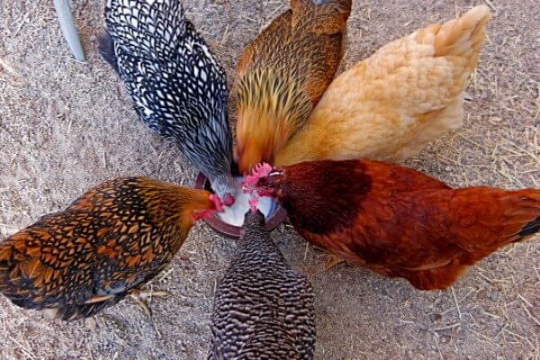 Las 10 razas de gallo más impresionantes que debes conocer 1 las 10 razas de gallo mas impresionantes que debes conocer