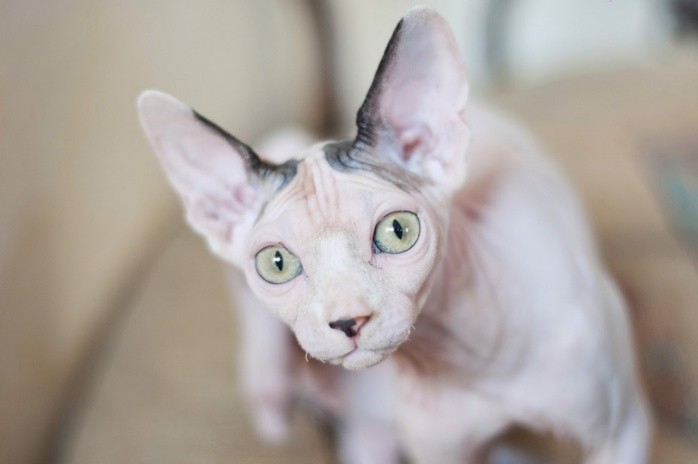 las fascinantes nuevas razas de gatos que debes conocer