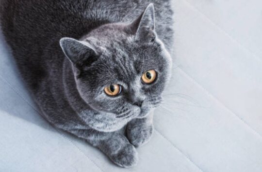 las fascinantes razas de gatos grises todo lo que debes saber23