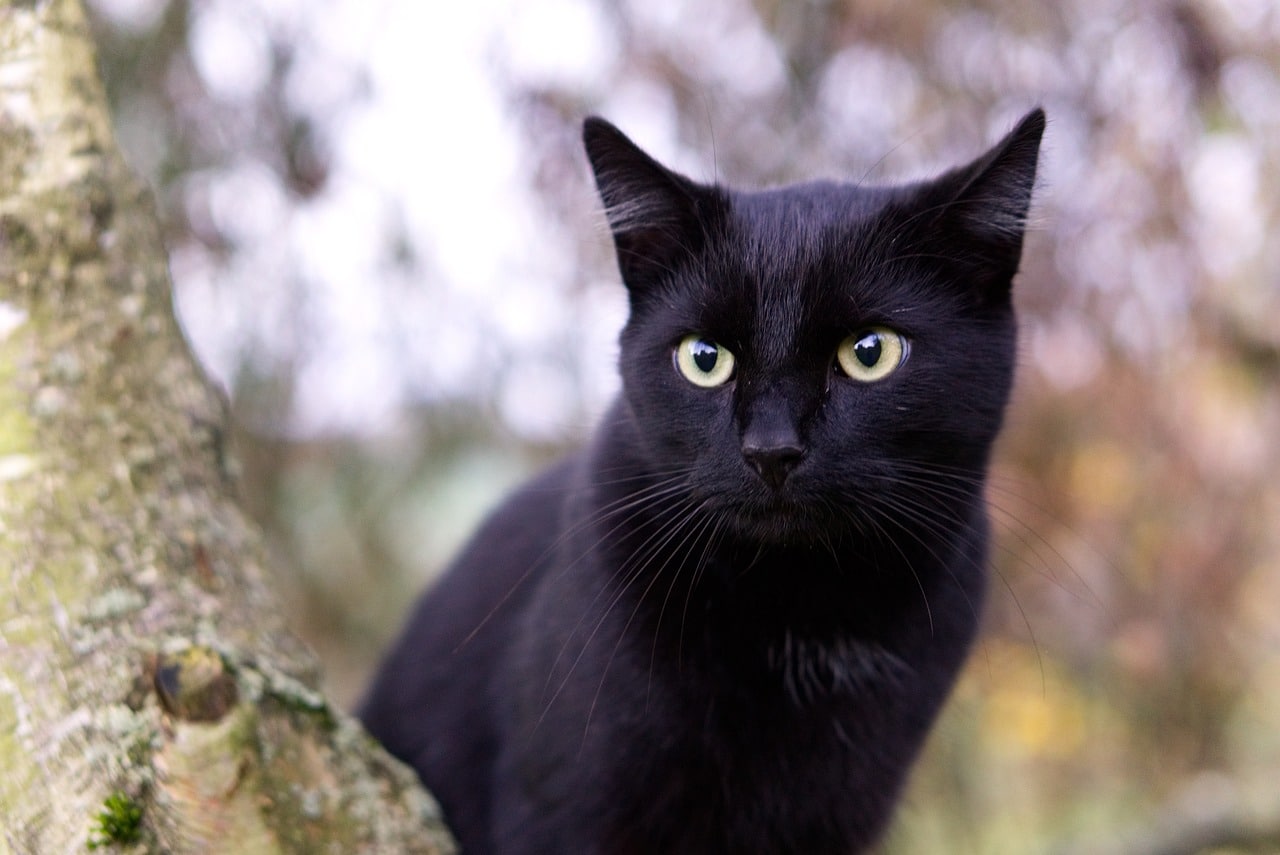 las fascinantes razas de gatos negros conoce sus caracteristicas unicas