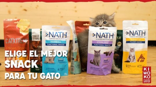 Las mejores galletas para consentir a tu gato: deliciosos premios felinos 2 las mejores galletas para consentir a tu gato deliciosos premios felinos17