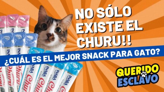 Las mejores galletas para consentir a tu gato: deliciosos premios felinos 3 Deliciosas preferencias alimentarias de los gatos: descubre sus manjares favoritos