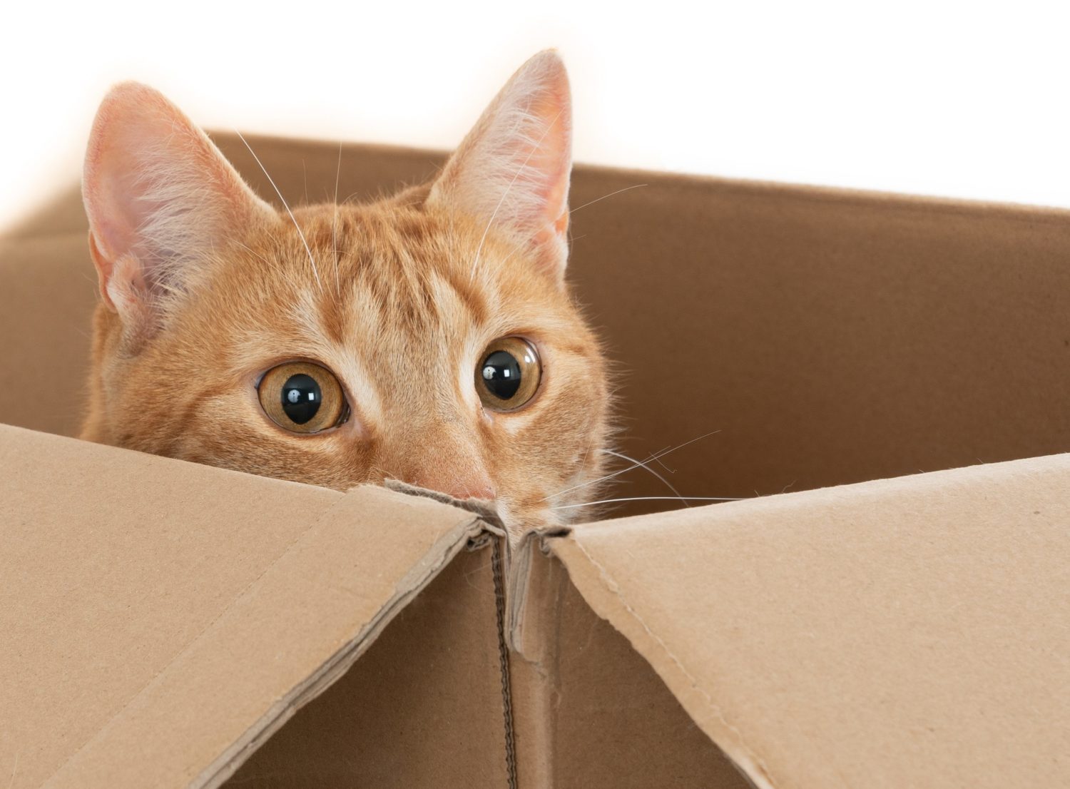 Las mejores plantas de interior para consentir a tu gato 1 las mejores plantas de interior para consentir a tu gato