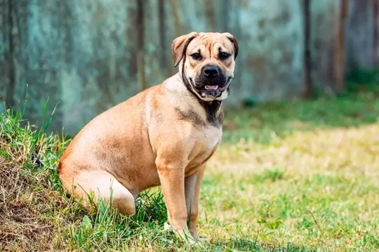 Las mejores razas de perros grandes de pelo corto: guía completa 2 las mejores razas de perros grandes de pelo corto guia completa72