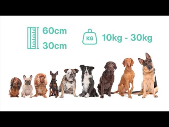 Las mejores razas de perros grandes de pelo corto: guía completa 3 Las razas de perros más imponentes y majestuosas