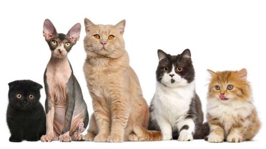 Los felinos más sofisticados y distinguidos que cautivarán tu corazón