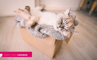 Qué Hacer si Observas Letargia en tu Gato