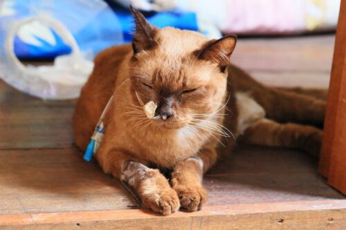 linfoma gatos esperanza de vida70