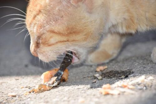 5. Tratamiento y seguimiento veterinario