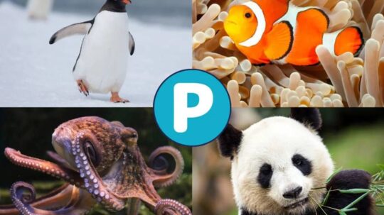 La sorprendente abundancia de vida: el reino animal en n&uacute;meros impresionantes