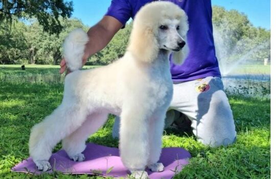 Los 10 nombres más encantadores para conejas blancas que te enamorarán 3 La fascinante historia del conejo gris y blanco: su nombre y curiosidades