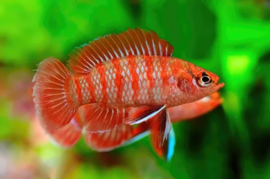 Los 10 tipos de peces de acuario más populares: una guía completa 3 Explorando el mundo acuático en tu hogar: peces ideales para disfrutar