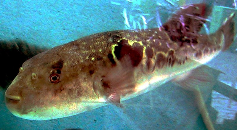 los 5 peces mas venenosos del mundo sabes cuales son