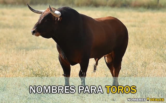 Los 50 nombres más originales para camaleones: encuentra el perfecto para tu mascota 1 los 50 nombres mas originales para camaleones encuentra el perfecto para tu mascota