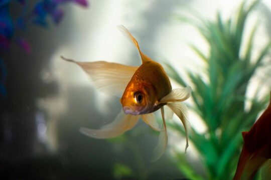 Los acuarios de peces de agua fría: una guía completa para su cuidado 1 los acuarios de peces de agua fria una guia completa para su cuidado22