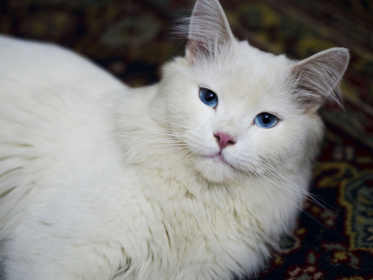 los adorables gatitos blanco y negro todo lo que debes saber