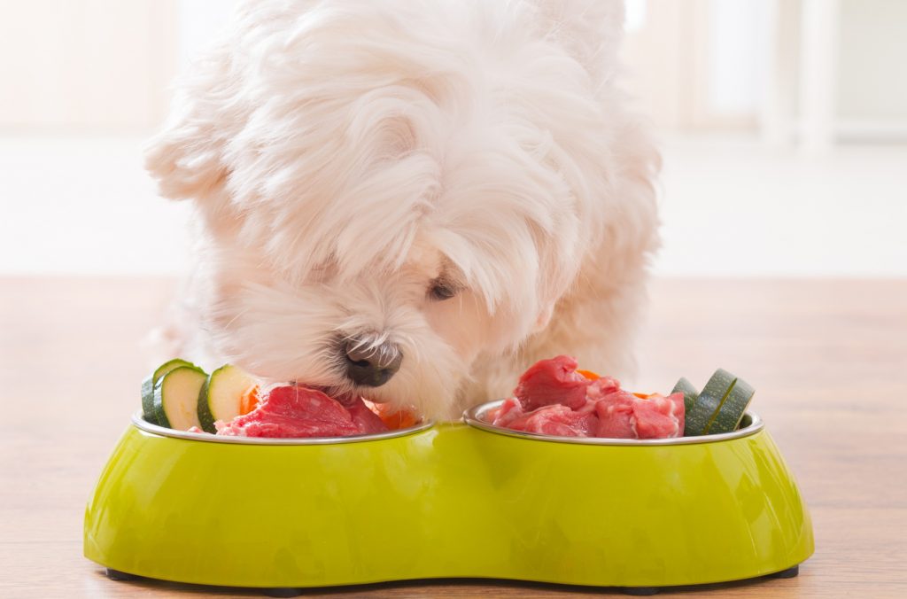 los beneficios de la alimentacion natural para tu perro guia completa