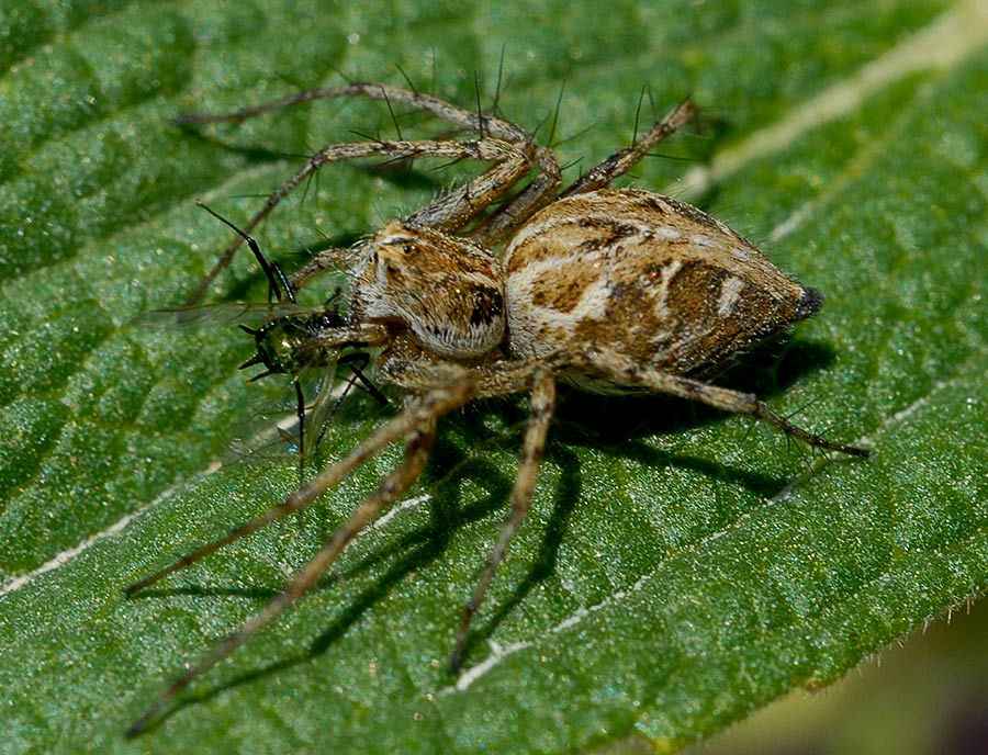 Los diferentes tipos de abejorros: una guía completa para conocerlos 1 los diferentes tipos de abejorros una guia completa para conocerlos