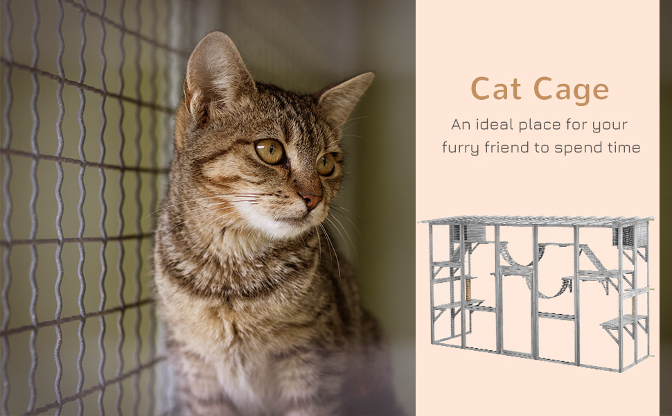 los encantadores gatitos britanicos de pelo corto conoce sus caracteristicas y cuidados