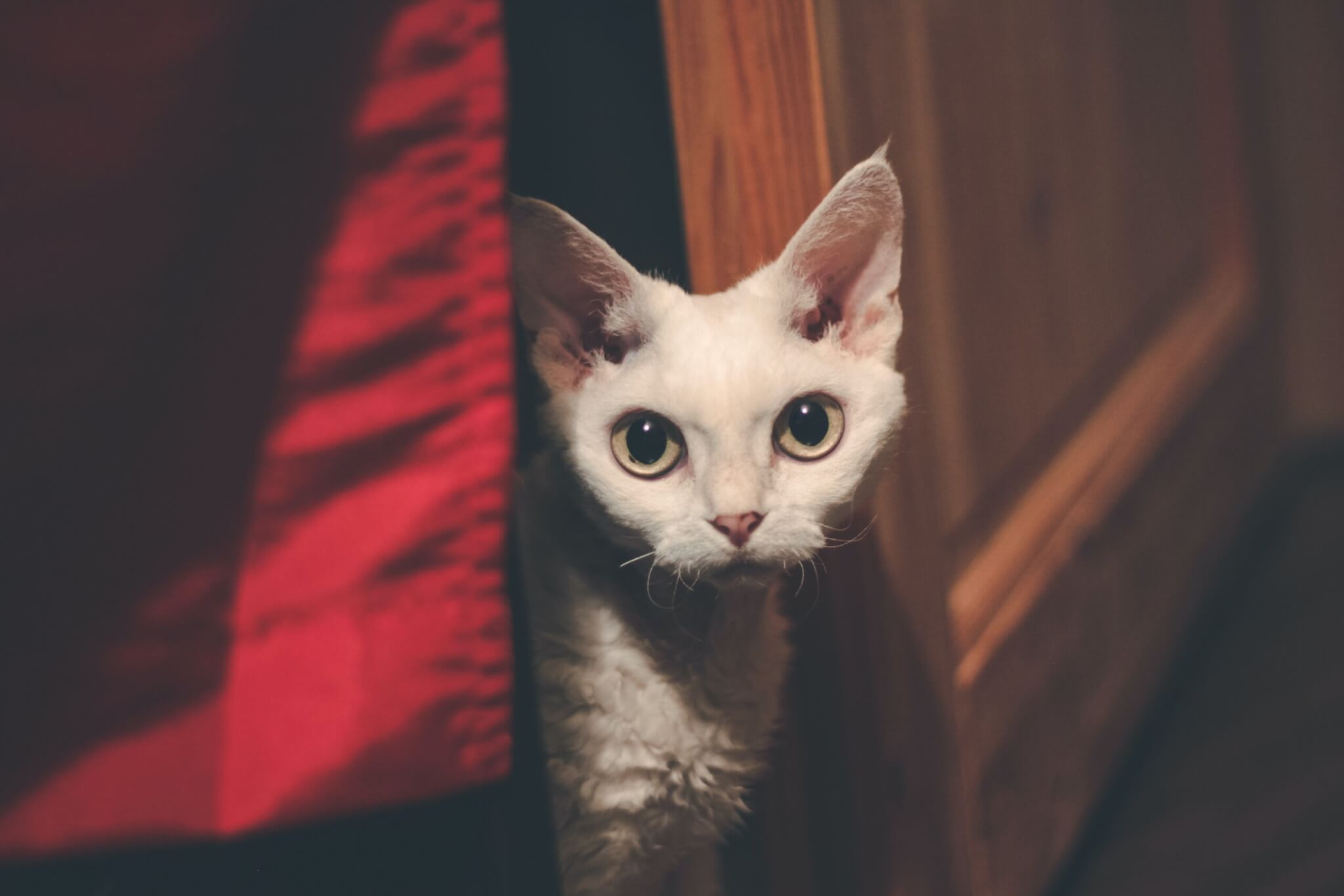 los encantadores gatitos de pelo corto todo lo que necesitas saber